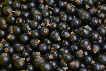Black current texture. Organic berries background. 