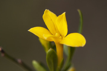 Jasminum fruticans common yellow jasmine bush-bearing wild plant with flowers of an intense yellow gold color