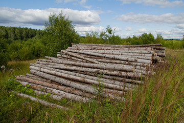 Fototapeta na wymiar logs in the forest timber