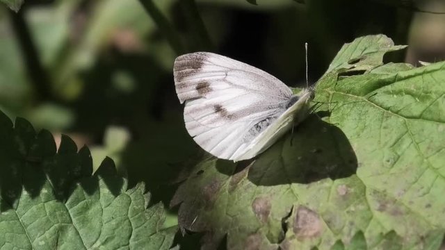pieris napi, farfalla