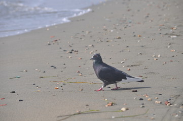 The beautiful bird pigeon in the environment