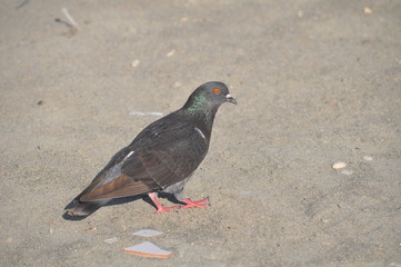 The beautiful bird pigeon in the environment