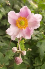 pink anemone flower in the garden