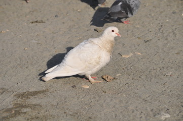 The beautiful bird pigeon in the environment