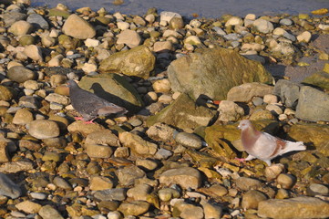The beautiful bird pigeon in the environment