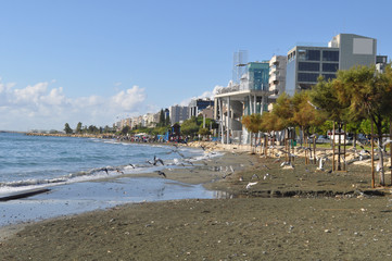 The beautiful bird pigeon in the environment