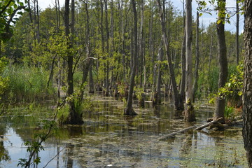 Obraz premium Swamp. trees in the water. nature background.