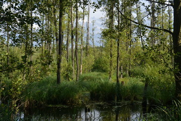 Swamp. trees in the water. nature background.