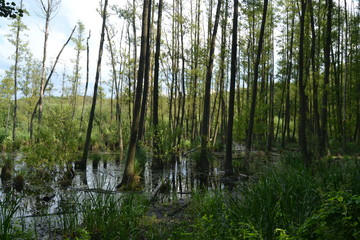 Swamp. trees in the water. nature background.