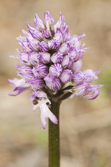 Orchis italica the naked man orchid wild orchid light purple or pink and with flowers in the form of homunculi