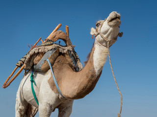 Morocco, Essaouira camels