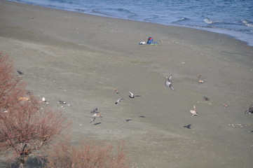 The beautiful bird pigeon in the environment