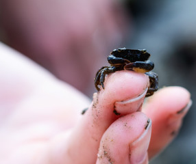 close up of mall crab on finger