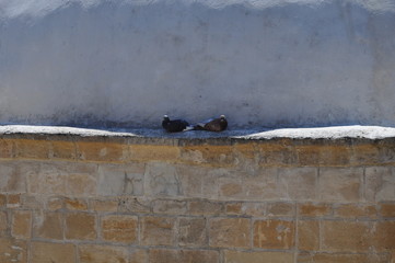 The beautiful bird pigeon in the environment