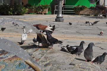 Fototapeta premium The beautiful bird pigeon in the environment