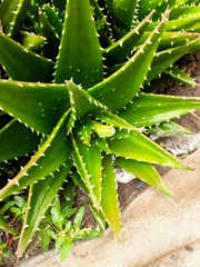 Botones Creciendo de Aloe Veras Aloe nobilis es una planta estupenda para jardines de bajo mantenimiento pétalos flor maravilla pétalo flor maravillosa flores maravillosas maravillas