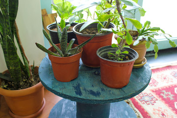 Decorative green houseplants in brawn pot standing on blue wooden table