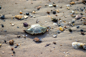 Old crab shell on the beach