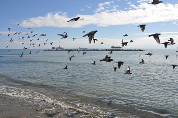 The beautiful bird pigeon in the environment
