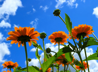 Bottom view of orange blooming flowers and blue sky with white clouds background.