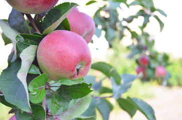 apple tree with ripe red apples