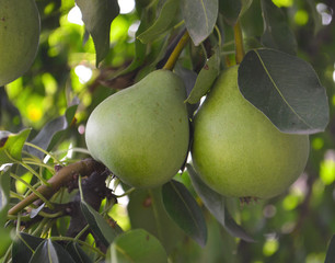 Pears on the tree. Selective focus