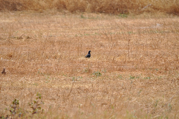 The beautiful bird pigeon in the environment