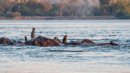 Elephants swimming in the Zambezi 