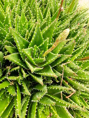 Botones Creciendo de Aloe Veras Aloe nobilis es una planta estupenda para jardines de bajo...