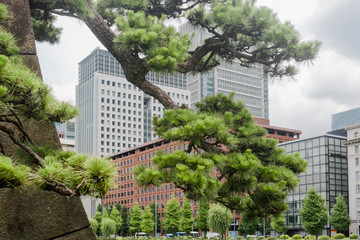 Obraz na płótnie Canvas Nature or urban background in cloudy summer day in downtown Marunouchi district, Tokyo, Japan, featuring trees and tall buildings illustrating modern urban and ecology concept. 