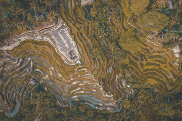 Tegallalang Rice Terraces from above, in Ubud, Bali, Indonesia