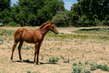 Cute young colt horse standing in pasture