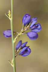 Polygala microphylla small shrub with flowers of intense electric blue color