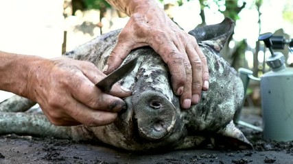 A man burns with fire and removes the skin from a pig. Black Vietnamese pig. Preparing for cutting into pieces. Meat processing plant. Pig farm. Carcass of a pig. Dead animal. People kill animals