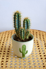 Cactus plant in a pot placed on a wicker pattern background