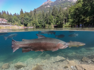 Fototapeta premium Blausee mountain lake in Switzerland in the Kander valley. Trout fish seen through crystal-clear water of Blue Lake im summer.