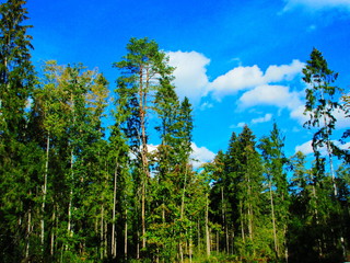 Fototapeta premium trees and blue sky