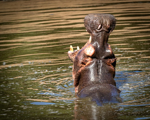 Fototapeta na wymiar Hippo Mouth Wide Open in Lake