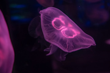 Slow motion relaxing view background of a glowing purple color jellyfishes slowly floating in the...