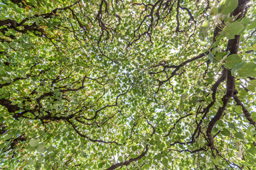Dicht gewachsener und verzweigter Baum mit Perspektive Richtung Himmel als Hintergrund
