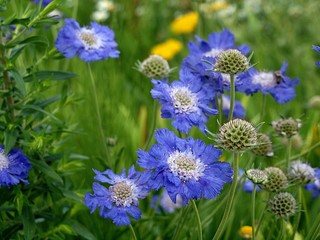 Meadow with purple scabiosa flowers