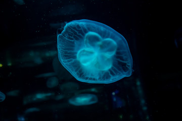 Slow motion relaxing view background of a glowing blue color jellyfishes slowly floating in the...