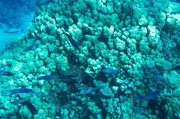 Fototapeta na wymiar A flock of blue fish swims above the corals, swims above, Caesio
