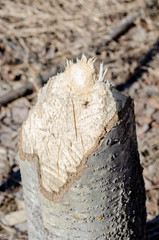 he beavers slaughtered the base of a large tree