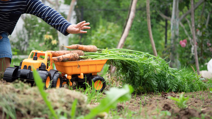 Cute little boy loads a crop of organic carrots into the trailer of his toy tractor in the garden