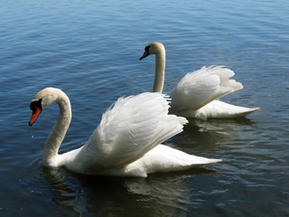 Fototapeta premium Couple of mute swans swimming in lake