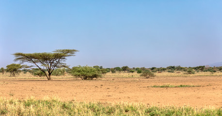 Panorama of Awash national park landscape with acacia tree in front and mountain in background