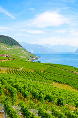 Fototapeta na wymiar Vertical photography of beautiful terraced vineyards on slopes of Lake Geneva. Switzerland photographed in late summer. View from village Riex. Lavaux wine region, UNESCO Heritage. Switzerland summer