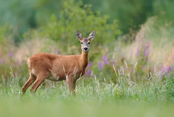  Roe deer (Capreolus capreolus) female © Piotr Krzeslak