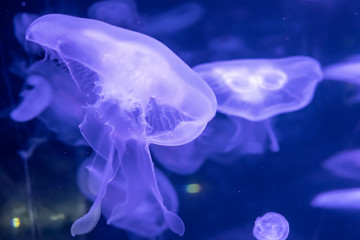 Slow motion relaxing view background of a glowing blue color jellyfishes slowly floating in the dark aquarium water